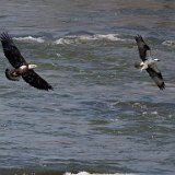 11SB0826 Bald Eagle Chasing Osprey with Fish
